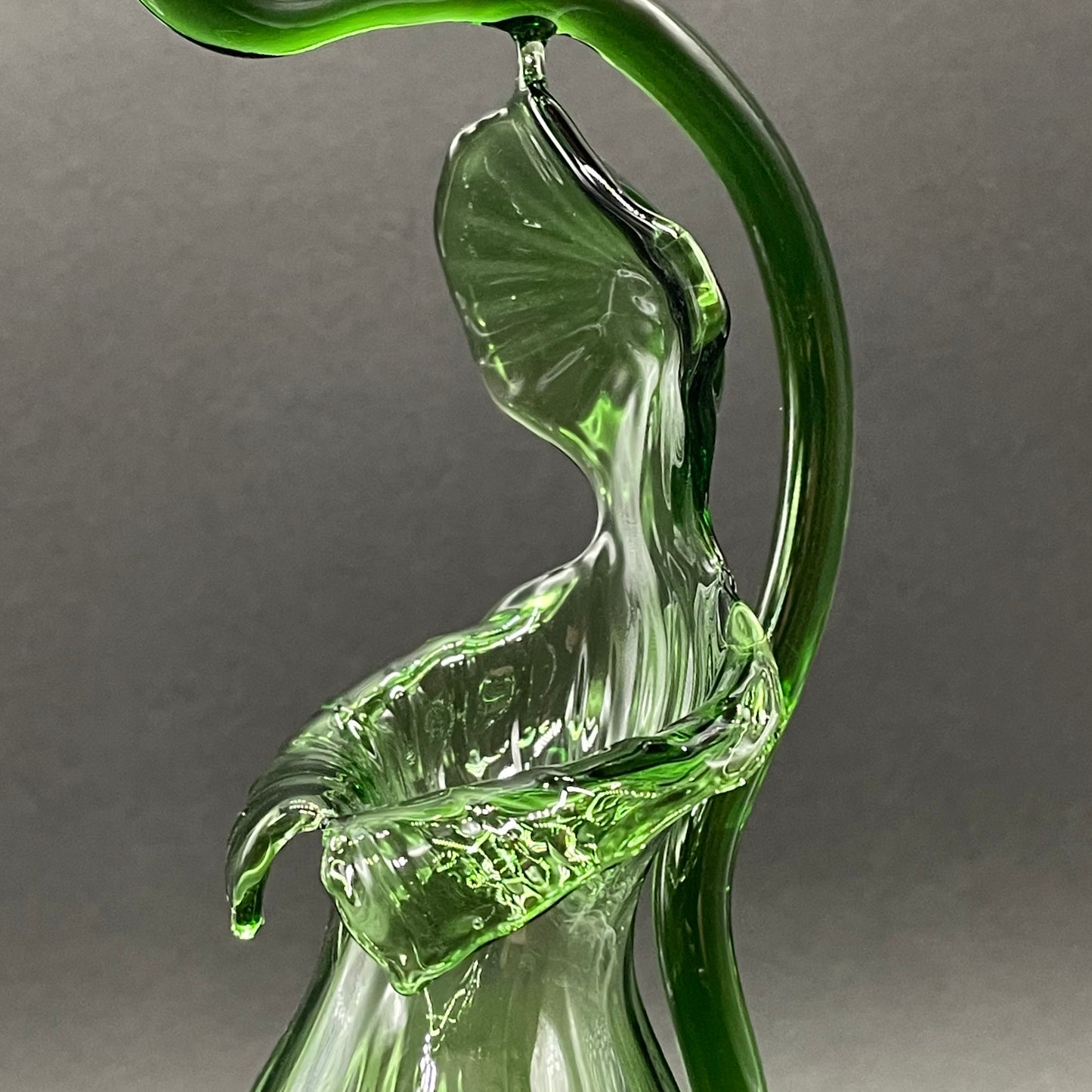 Pitcher plant