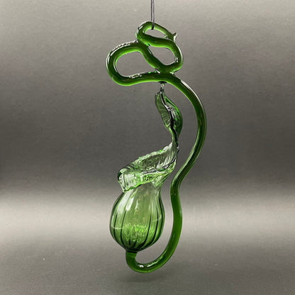 Pitcher plant
