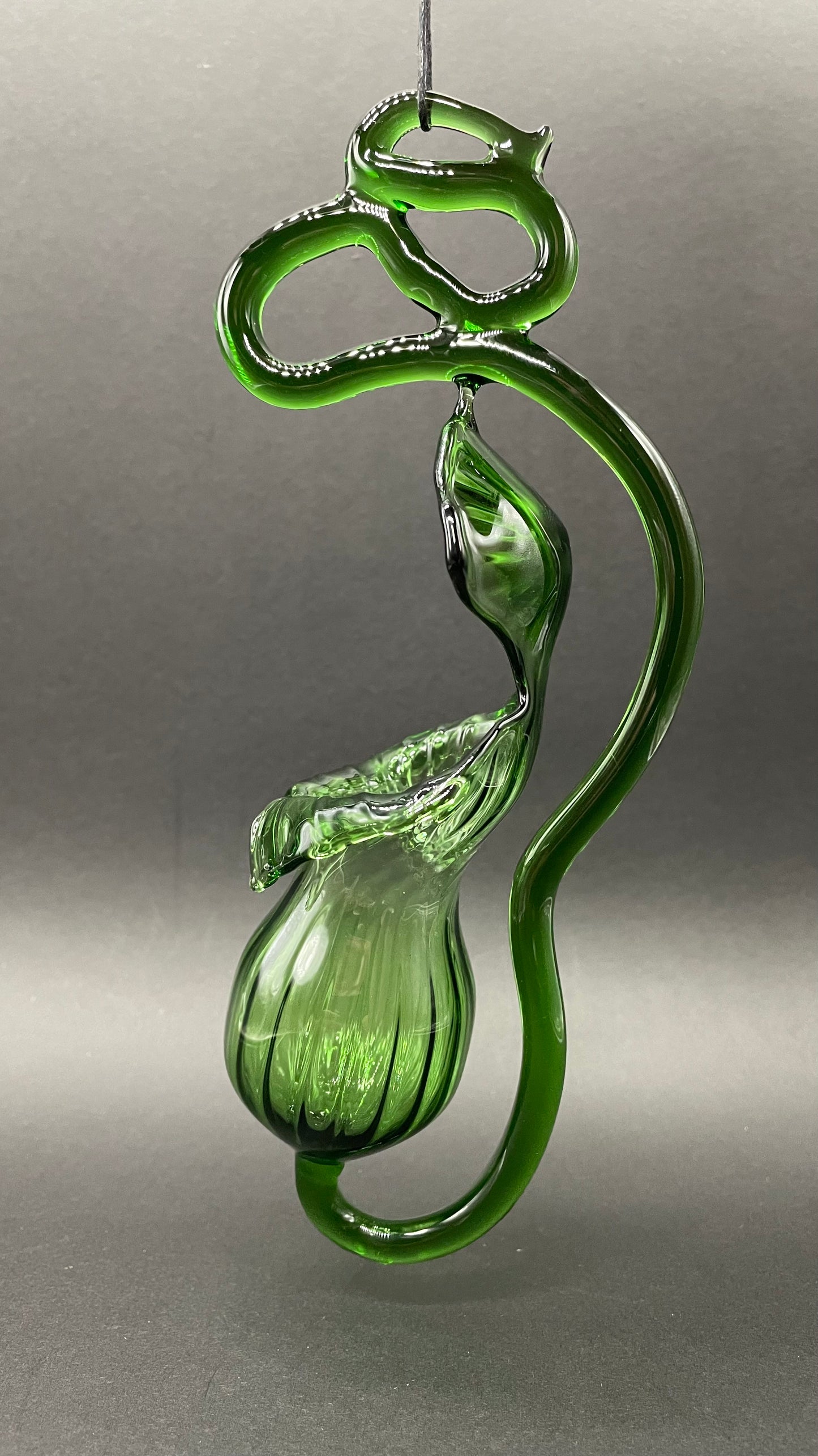 Pitcher plant