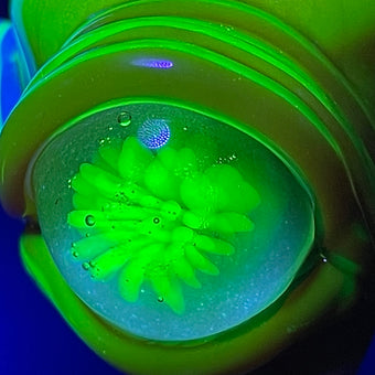 Hand-blown 14mm red blacklight reactive slide set with tongue and horn - Leviathan Glass original